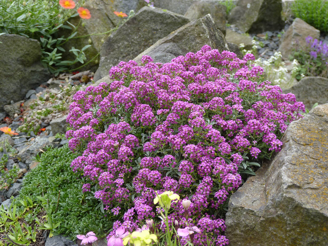 Ptilotrichum spinosum 'purpureum' photo
